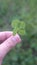 beautiful four-leaf clover