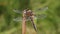 A beautiful four-spotted chaser dragonfly, libellula quadrimaculata, perching on a plant at the edge of a river.