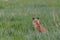 Beautiful Fox Kit Posing for shot in the Canadian Rockies