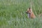 Beautiful Fox Kit Posing for shot in the Canadian Rockies