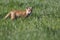 Beautiful Fox Kit Posing for shot in the Canadian Rockies