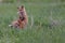 Beautiful Fox Kits Playing in the Canadian Rockies