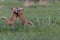 Beautiful Fox Kits Playing in the Canadian Rockies