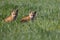 Beautiful Fox Kits Posing for shot in the Canadian Rockies