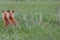 Beautiful Fox Kits waiting for mama in the Canadian Rockies