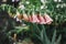 Beautiful foxglove blooming in english cottage garden. Close up of pink foxglove flower and water drops. Homestead lifestyle and