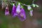 Beautiful foxglove flower in the forest at the way