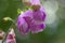 Beautiful foxglove flower in the forest at the way