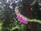 Beautiful foxgloves hanging over a footpath in rural Cornwall