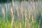 Beautiful foxtail grass blooming