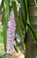 Beautiful foxtail orchid bundle Assam IND