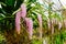 Beautiful Foxtail orchids in farm