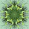 Beautiful fractal flower in brown, green and gray.