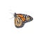 Beautiful fragile monarch butterfly isolated