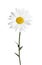 Beautiful fragrant chamomile flower isolated