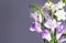 Beautiful fragrant freesia flowers and space for text