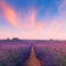 Beautiful fragrant lavender fields