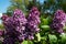 Beautiful fragrant lilac flowers Siringa vulgaris bloom on the trees in the city park