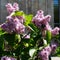 Beautiful fragrant lilac flowers Siringa vulgaris bloom on the trees in the city park