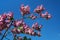 Beautiful fragrant lilac flowers Siringa vulgaris bloom on the trees in the city park