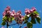 Beautiful fragrant lilac flowers Siringa vulgaris bloom on the trees in the city park