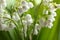 Beautiful fragrant lily of the valley