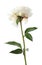 Beautiful fragrant peony flower isolated