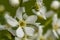 Beautiful, fragrant, white flowers of the bird chert Prunus padus, hackberry, hagberry, or Mayday tree, with a blurred