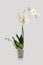 Beautiful and fragrant white phalaenopsis orchid in a pot on a gray background. On one of the stems buds begin to blossom