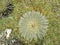 Beautiful Frailejones plants, Espeletia, in paramo highland of Cocuy National Park, Colombia