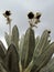 Beautiful Frailejones plants, Espeletia, in paramo highland of Cocuy National Park, Colombia