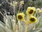 Beautiful Frailejones plants, Espeletia, in paramo highland of Cocuy National Park, Colombia