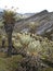 Beautiful Frailejones plants, Espeletia, in paramo highland of Cocuy National Park, Colombia