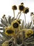 Beautiful Frailejones plants, Espeletia, in paramo highland of Cocuy National Park, Colombia