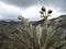 Beautiful Frailejones plants, Espeletia, in paramo highland of Cocuy National Park, Colombia