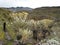 Beautiful Frailejones plants, Espeletia, in paramo highland of Cocuy National Park, Colombia