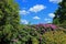 A beautiful frame of Rhododendrons and green trees