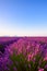 Beautiful France Provence lavender field classic landscape