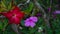 Beautiful frangipani flower (Adenium flower) close up