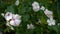 Beautiful frangipani flower (Adenium flower) close up