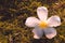 Beautiful frangipani flowers, Closeup falling on grass garden in the morning