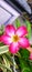 Beautiful frangipani flowers have many benefits