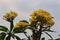 Beautiful frangipani flowers. taken in the morning.