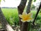 beautiful frangipani flowers are yellow in the middle and white outside, near the lush green rice fields