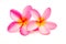 Beautiful Frangipani plumeria