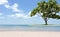 Beautiful frangipani tree on the beach white sand and ocean