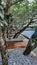 Beautiful frangipani trees adorn the swimming pool