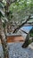 Beautiful frangipani trees adorn the swimming pool