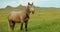 The beautiful free brown horse walks on meadow. Horse stallion nods its head and walks on background green hilltops and