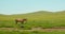 The beautiful free brown horse walks on meadow.Horse stallion nods its head and walks on background green hilltops and